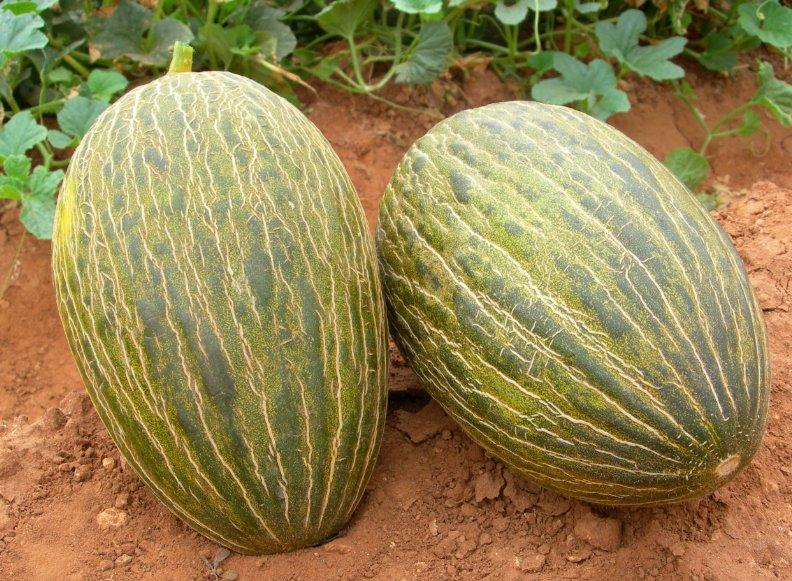 Estilo y hogar Melón como fruta para Junio. Receta bizcocho de Melón